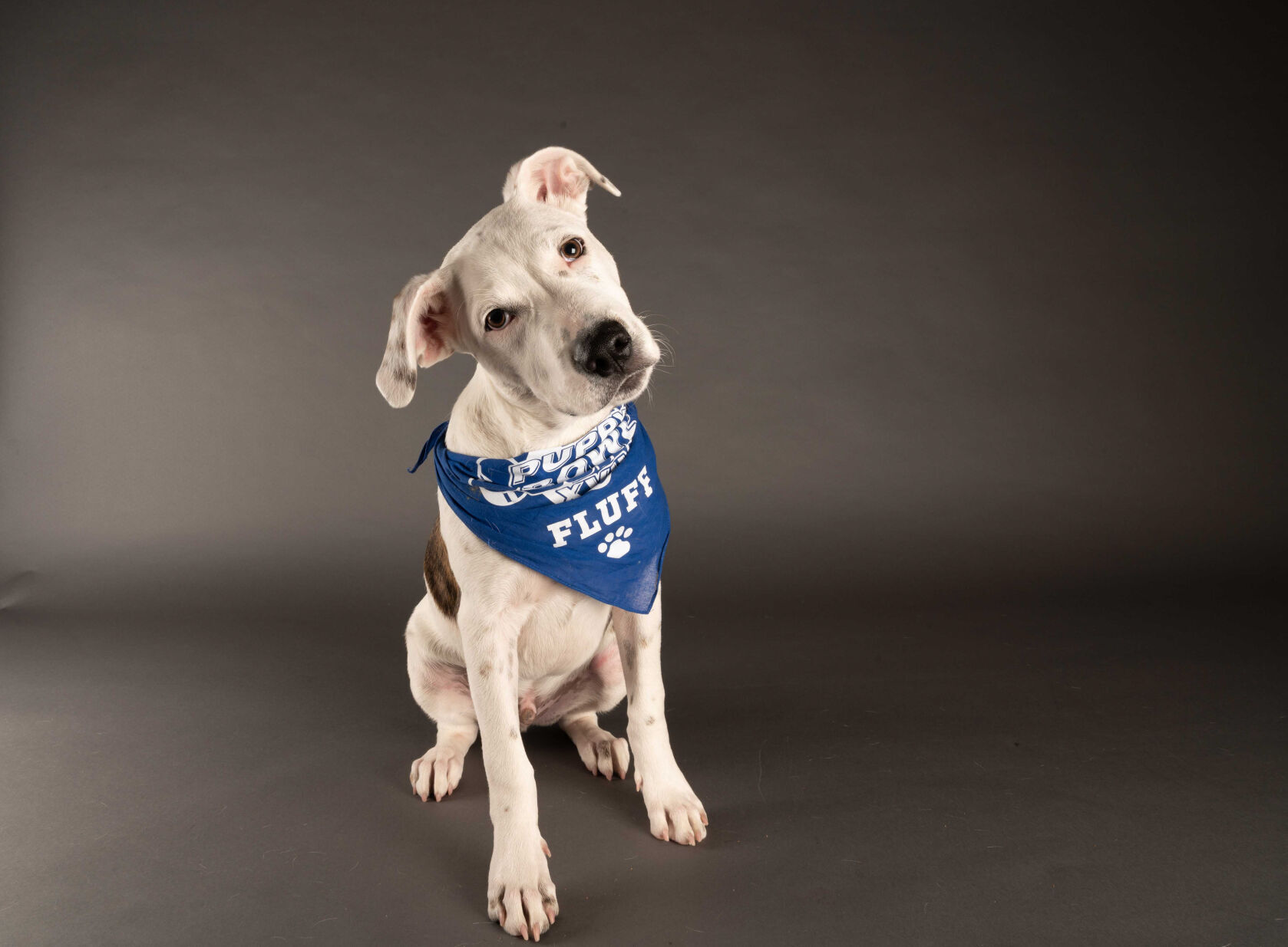 PUPPY BOWL XVII